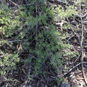 Hibbertia obtusifolia at Bruce, ACT - 24 Jun 2020
