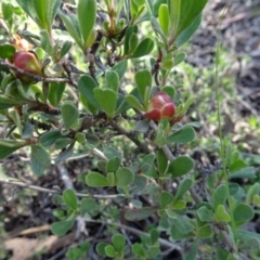 Hibbertia obtusifolia at Bruce, ACT - 24 Jun 2020