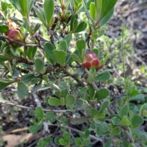 Hibbertia obtusifolia at Bruce, ACT - 24 Jun 2020 02:09 PM