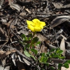 Hibbertia obtusifolia at Bruce, ACT - 24 Jun 2020 02:09 PM