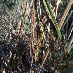 Cassytha (genus) (Dodder) at Bruce, ACT - 24 Jun 2020 by AndyRussell