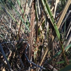 Cassytha sp. (Dodder) at Bruce Ridge to Gossan Hill - 24 Jun 2020 by AndyRussell