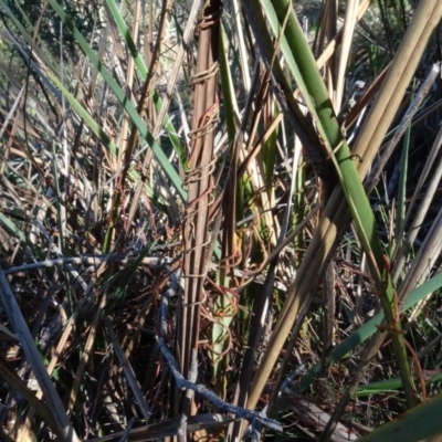 Cassytha (genus) (Dodder) at Bruce, ACT - 24 Jun 2020 by AndyRussell