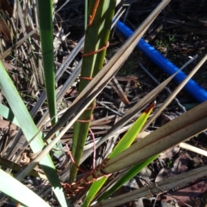 Cassytha sp. at Bruce, ACT - 24 Jun 2020