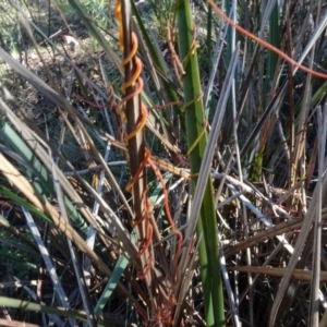 Cassytha sp. at Bruce, ACT - 24 Jun 2020