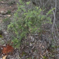 Grevillea alpina (Mountain Grevillea / Cat's Claws Grevillea) at Bruce Ridge to Gossan Hill - 24 Jun 2020 by AndyRussell