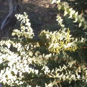 Acacia cultriformis at Symonston, ACT - 26 Jun 2020 02:30 PM