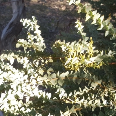 Acacia cultriformis (Knife Leaf Wattle) at Callum Brae - 26 Jun 2020 by Mike