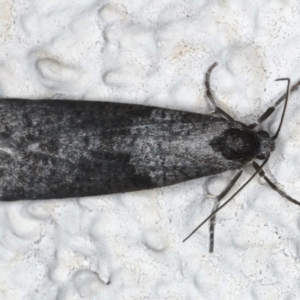 Lepidoscia (genus) ADULT at Ainslie, ACT - 25 Jun 2020