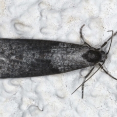Lepidoscia (genus) ADULT (A Case moth) at Ainslie, ACT - 25 Jun 2020 by jb2602