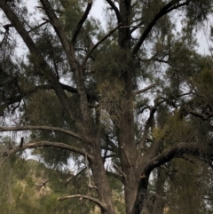 Amyema cambagei (Sheoak Mistletoe) at Ginninderry Conservation Corridor - 25 Jun 2020 by JasonC