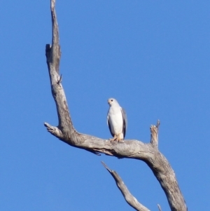 Accipiter novaehollandiae at Black Range, NSW - 26 Jun 2020