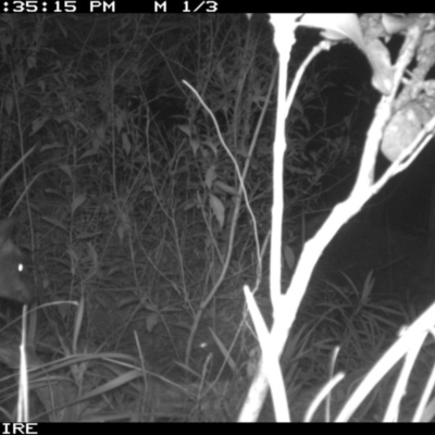 Wallabia bicolor (Swamp Wallaby) at Swanhaven, NSW - 18 Jun 2020 by simon.slater
