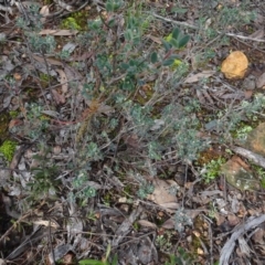 Brachyloma daphnoides (Daphne Heath) at Bruce Ridge to Gossan Hill - 24 Jun 2020 by AndyRussell