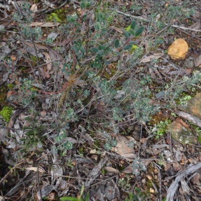 Brachyloma daphnoides (Daphne Heath) at Point 479 - 24 Jun 2020 by AndyRussell