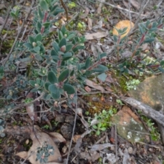 Brachyloma daphnoides at Bruce, ACT - 24 Jun 2020