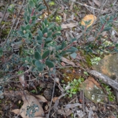Brachyloma daphnoides at Bruce, ACT - 24 Jun 2020 02:14 PM