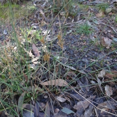 Juncus subsecundus (Finger Rush) at Bruce Ridge to Gossan Hill - 24 Jun 2020 by AndyRussell