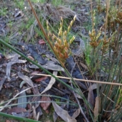 Juncus subsecundus at Bruce, ACT - 24 Jun 2020 03:05 PM