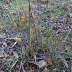 Juncus subsecundus at Bruce, ACT - 24 Jun 2020