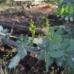 Acacia baileyana at Bruce, ACT - 24 Jun 2020