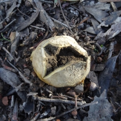 Scleroderma sp. (Scleroderma) at Bruce, ACT - 24 Jun 2020 by AndyRussell