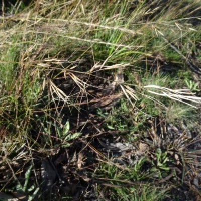 Aristida ramosa (Purple Wire Grass) at Bruce, ACT - 24 Jun 2020 by AndyRussell