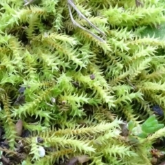 Triquetrella (A trailing moss) at Gossan Hill - 24 Jun 2020 by JanetRussell