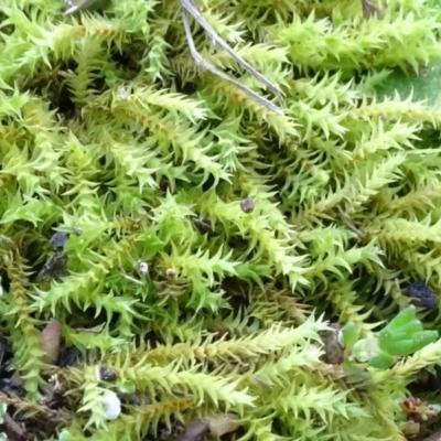 Triquetrella (A trailing moss) at Bruce, ACT - 24 Jun 2020 by JanetRussell