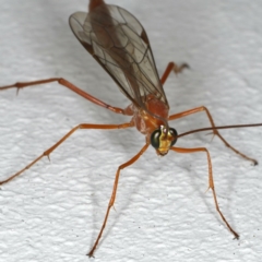 Netelia sp. (genus) at Ainslie, ACT - 12 Jan 2020