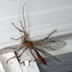 Netelia sp. (genus) at Ainslie, ACT - 12 Jan 2020