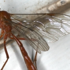 Netelia sp. (genus) at Ainslie, ACT - 12 Jan 2020