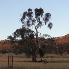 Eucalyptus melliodora (Yellow Box) at Gordon, ACT - 25 Jun 2020 by michaelb
