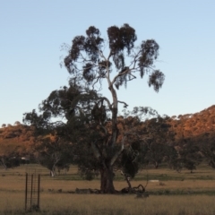 Eucalyptus melliodora (Yellow Box) at Gordon, ACT - 25 Jun 2020 by MichaelBedingfield