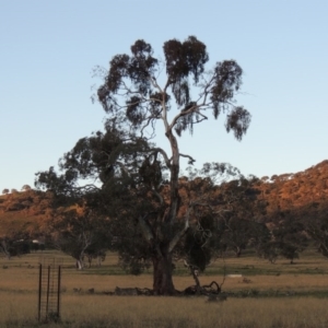 Eucalyptus melliodora at Banks, ACT - 25 Jun 2020