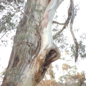 Eucalyptus melliodora at Banks, ACT - 25 Jun 2020