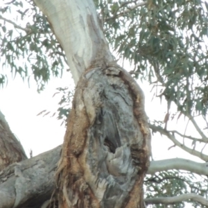 Eucalyptus melliodora at Banks, ACT - 25 Jun 2020