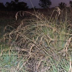 Paspalum dilatatum (Paspalum) at Gordon, ACT - 25 Jun 2020 by michaelb