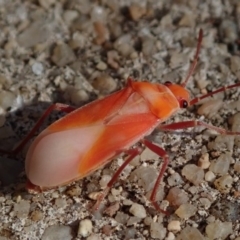 Dindymus versicolor at Spence, ACT - 26 Jun 2020