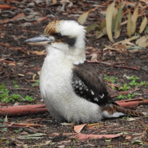 Dacelo novaeguineae at Hackett, ACT - 22 Jun 2020