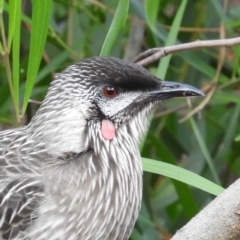 Anthochaera carunculata (Red Wattlebird) at Acton, ACT - 22 Jun 2020 by MatthewFrawley