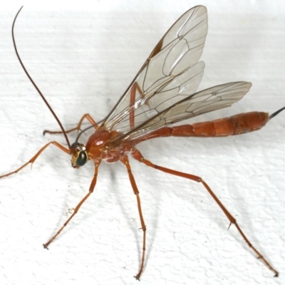 Netelia sp. (genus) (An Ichneumon wasp) at Ainslie, ACT - 12 Jan 2020 by jb2602