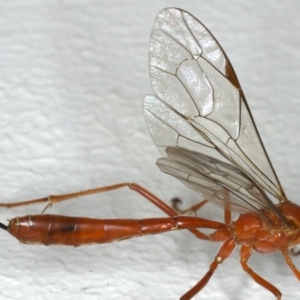 Netelia sp. (genus) at Ainslie, ACT - 12 Jan 2020