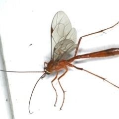 Netelia sp. (genus) at Ainslie, ACT - 12 Jan 2020