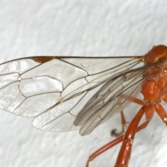 Netelia sp. (genus) at Ainslie, ACT - 12 Jan 2020