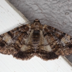 Cryphaea xylina (Woodland Geometrid) at Ainslie, ACT - 12 Jan 2020 by jb2602