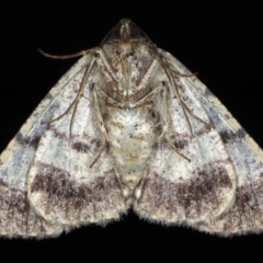 Cryphaea xylina at Ainslie, ACT - 12 Jan 2020