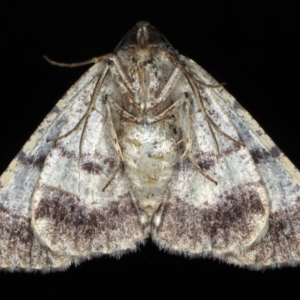 Cryphaea xylina at Ainslie, ACT - 12 Jan 2020