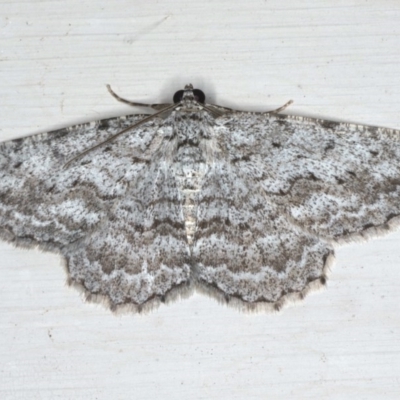 Psilosticha absorpta (Fine-waved Bark Moth) at Ainslie, ACT - 12 Jan 2020 by jbromilow50