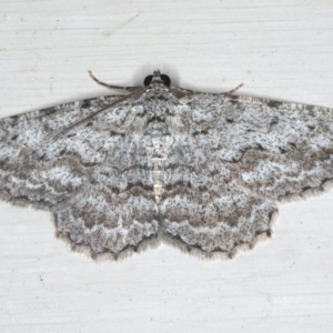 Psilosticha absorpta at Ainslie, ACT - 12 Jan 2020